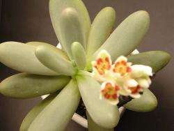 Pachyphytum caesium
