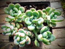 Sedum clavatum