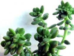 Sedum obesum