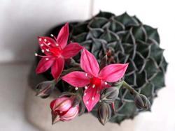 Graptopetalum bellum (Tacitus)