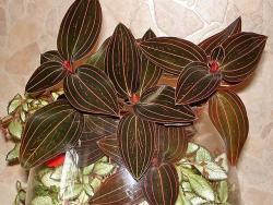 Ludisia (Haemaria) discolor