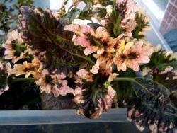 Coleus 'Gilda'