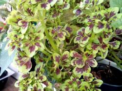 Coleus 'Tammy'