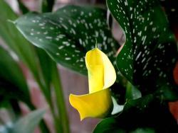 Zantedeschia 'Yellow'