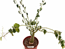 Adenia spinosa