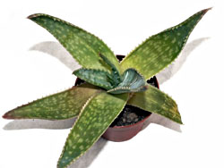 Aloe sp. 083