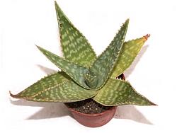 Aloe sp. 128