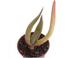 Aloe sp. 796