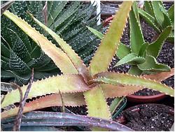 Aloe sp. 035 (Grish)