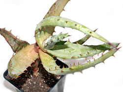 Aloe sp. 126 (Hol)