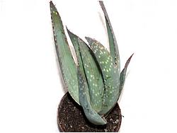 Aloe sp. 130 (Hol)