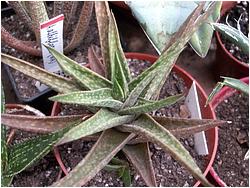 Aloe sp. 046 (Mig)