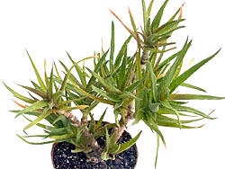Aloe sp. 772 (Mig)