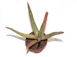 Aloe sp. 086 (NK)