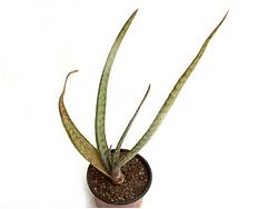 Aloe sp. 185 (NK)