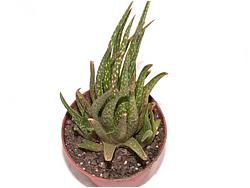 Aloe sp. 087 (Shelk)