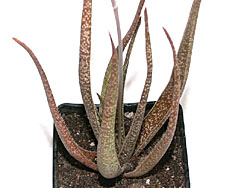 Aloe albiflora 