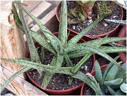 Aloe albiflora X bellatula