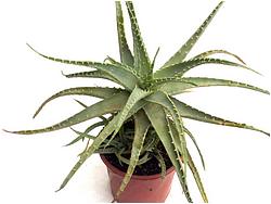 Aloe spinosissima