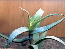 Aloe camperi (eru, abyssinica)