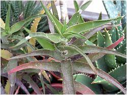 Aloe ciliaris