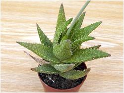 Aloe concinna