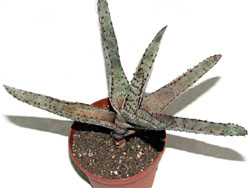 Aloe conifera