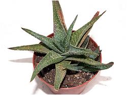 Aloe cv Katya X rauhii