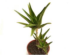 Aloe x delaetii (A. ciliaris x A. succotrina)