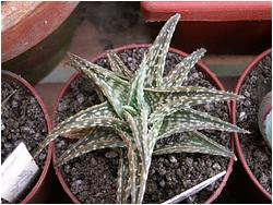Aloe descoingsii X variegata Gorb