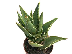 Aloe distans