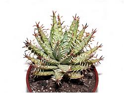 Aloe erinacea