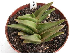 Aloe fleurentinorum MG