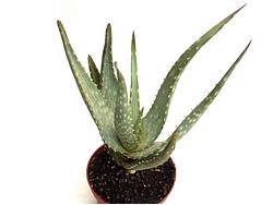 Aloe gariepensis