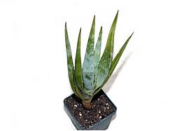 Aloe sp. 290 (Hol)