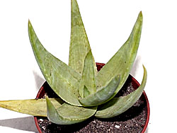 Aloe ibitiensis Nor