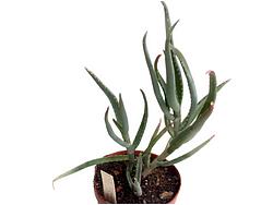 Aloe isaloensis Kul