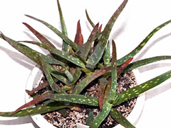 Aloe jacksonii