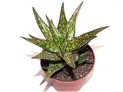 Aloe jucunda