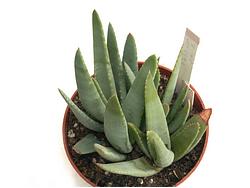 Aloe krapohliana MG 