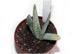 Aloe longistyla MG