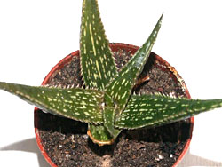 Aloe macloughlinii NA 