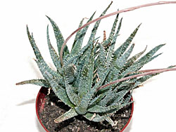 Aloe parvula X descoingsii Kul