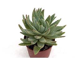 Aloe peglerae