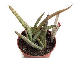 Aloe pirottae (parvidens)