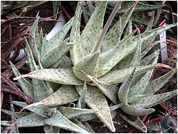 Aloe rauhii cv. Snow Flake