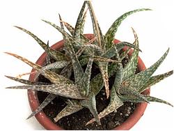 Aloe rauhii