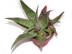 Aloe saponaria (disticha, latifolia, umbellata)