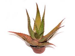 Aloe secundiflora