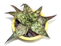 Aloeaceae
